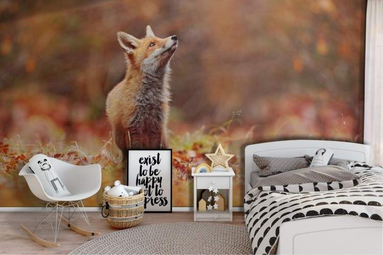 Wallpaper fox animals children forest nature-9