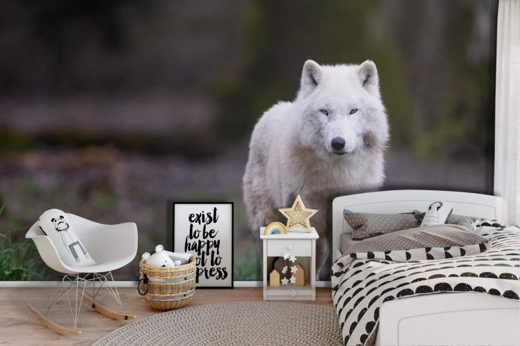 White Wolf Wallpaper Animals Nature Kids-22