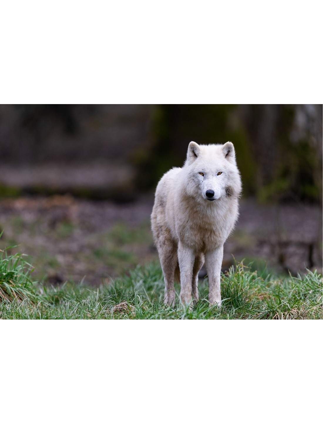 Carta da parati lupo bianco nel bosco natura bambini e adesivi murali