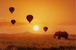 Children's Wallpaper Animals Birds Rockets Airplanes Hot Air Balloons