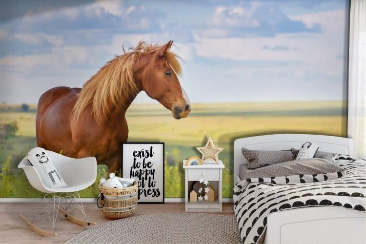 Wallpaper nature animals horse in the meadow children-70