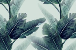 Carta da Parati Design e Stili Flora e Fauna Foglie Tropicale