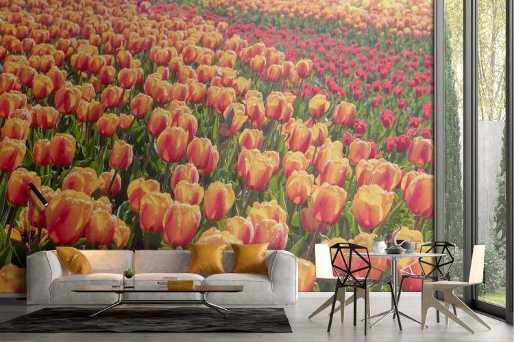 Wallpaper tulipani arancione campo fiori natura