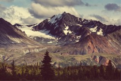 Carta da Parati Paesaggi e Natura Flora e Fauna Foreste e Alberi Neve